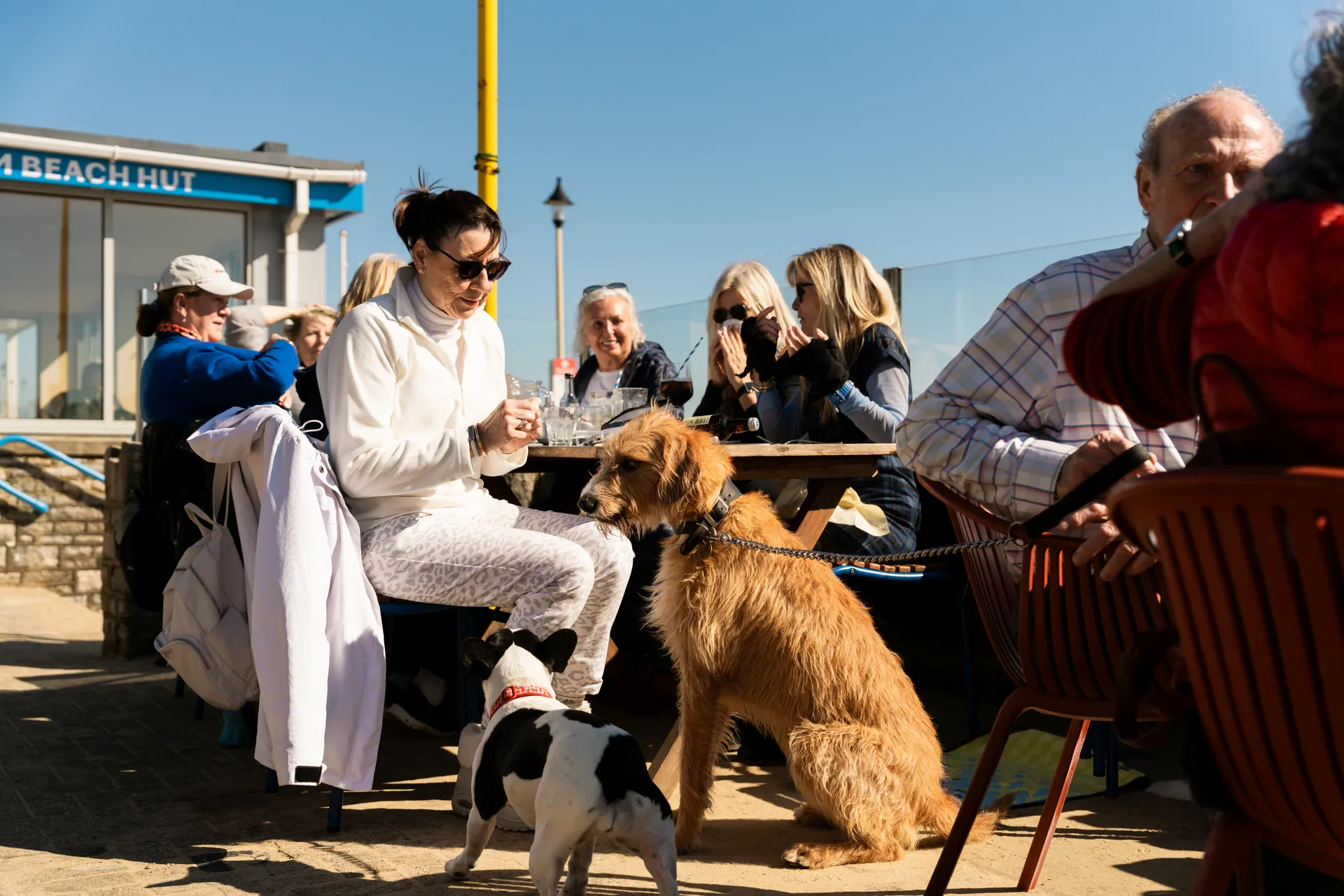 Guests and dogs at the beach hut